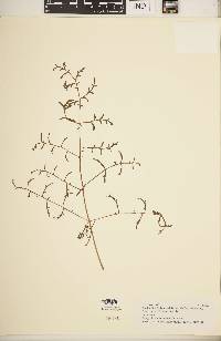 Image of Pelargonium multiradiatum