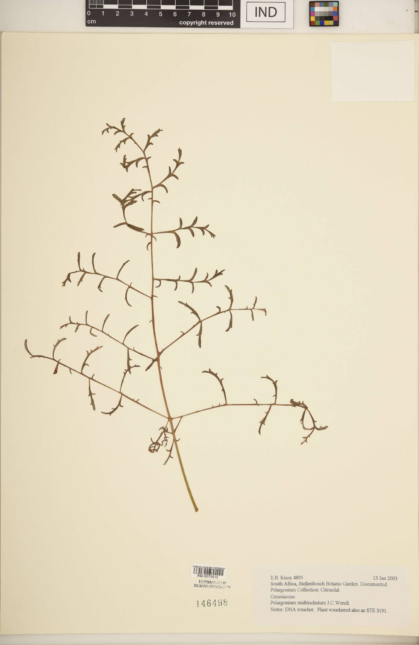 Pelargonium multiradiatum image