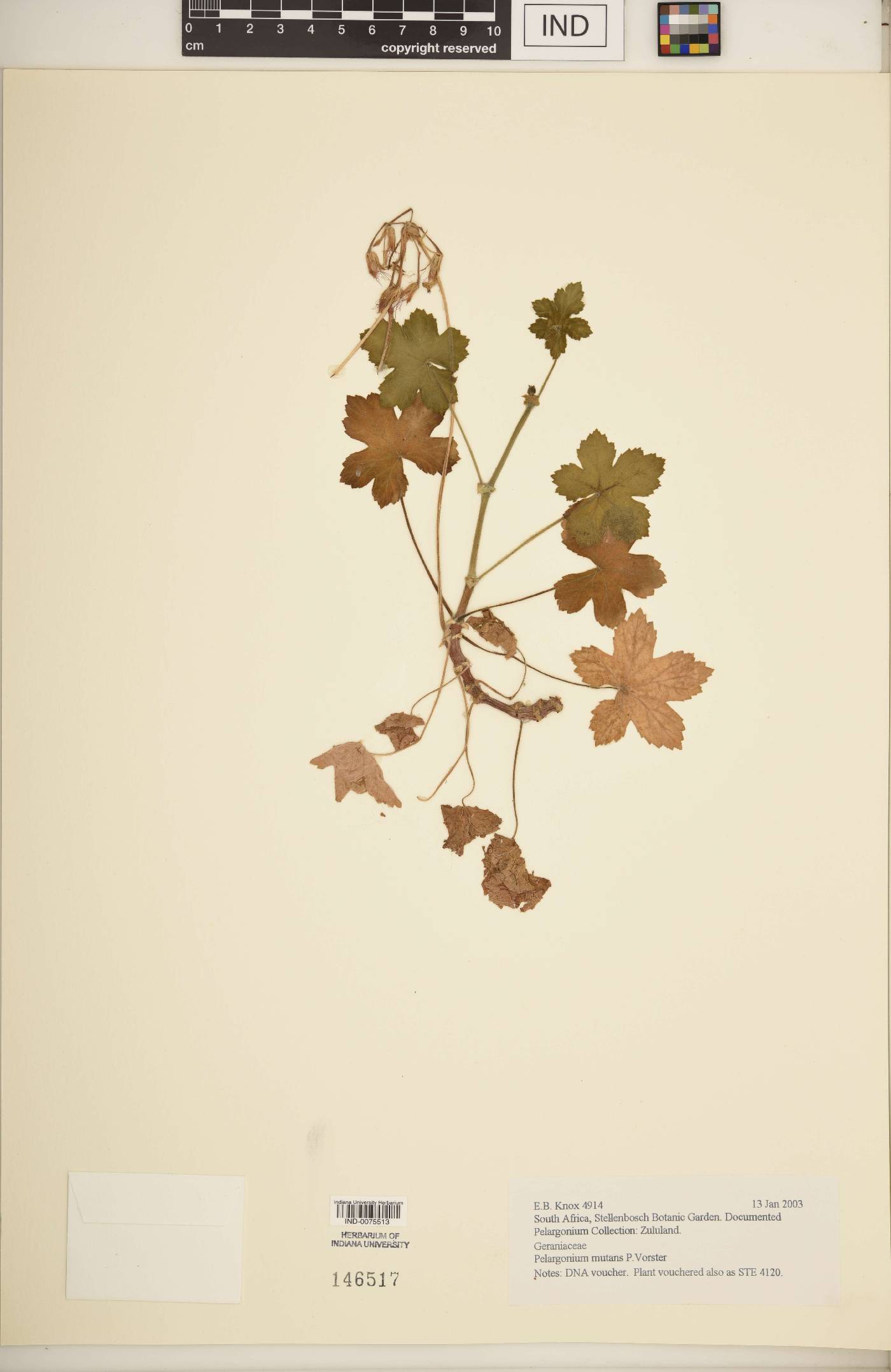 Pelargonium mutans image