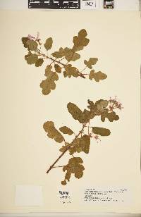 Pelargonium panduriforme image