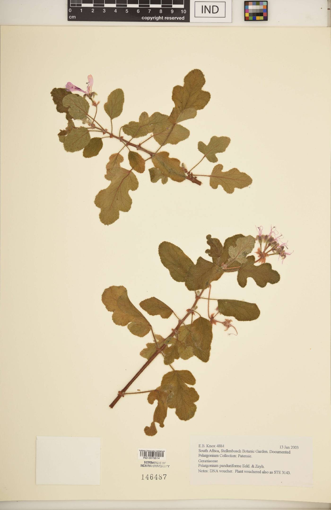 Pelargonium panduriforme image