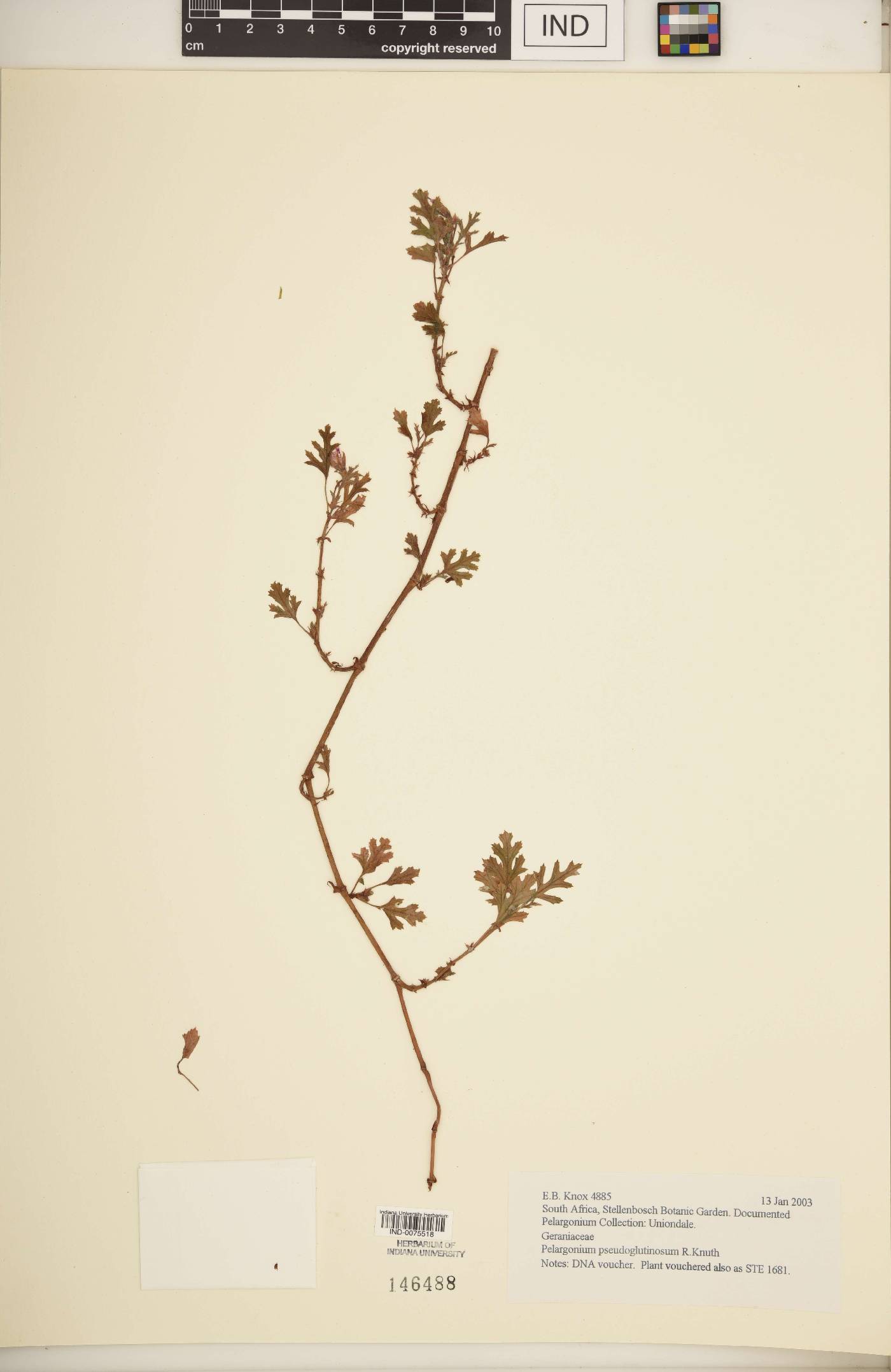 Pelargonium pseudoglutinosum image