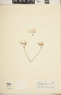 Image of Pelargonium pubipetalum