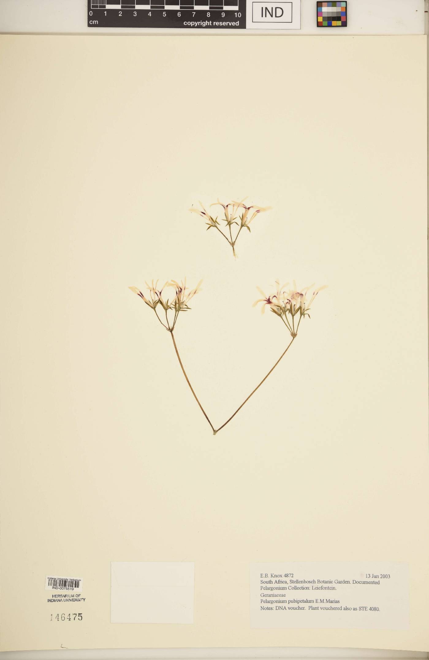 Pelargonium pubipetalum image