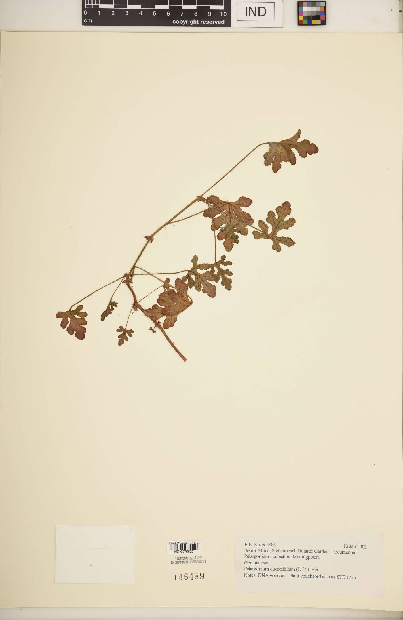 Pelargonium quercifolium image