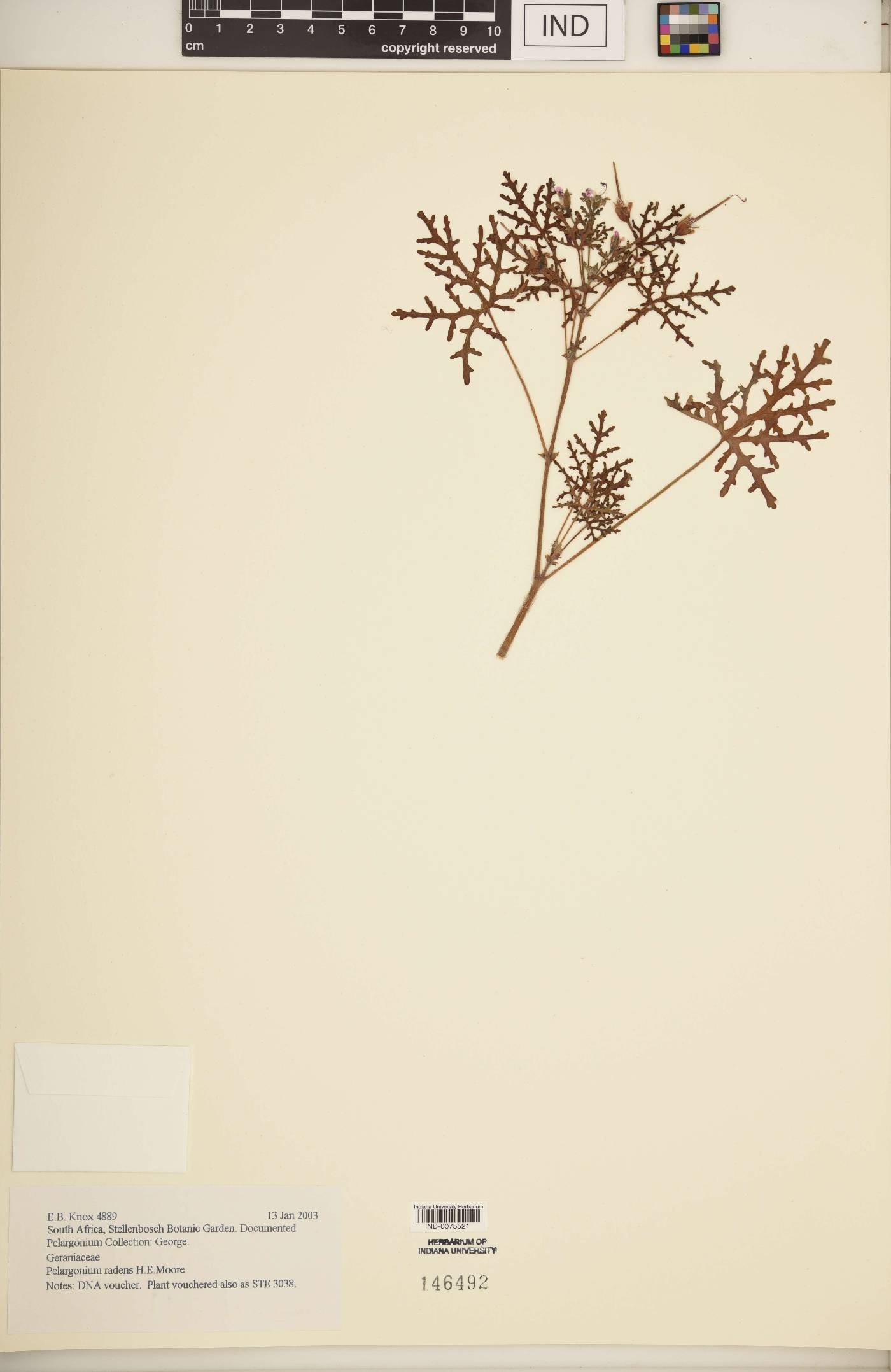 Pelargonium radens image
