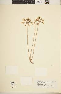 Pelargonium rapaceum image