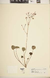 Pelargonium reniforme image
