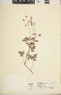 Image of Pelargonium scabroide