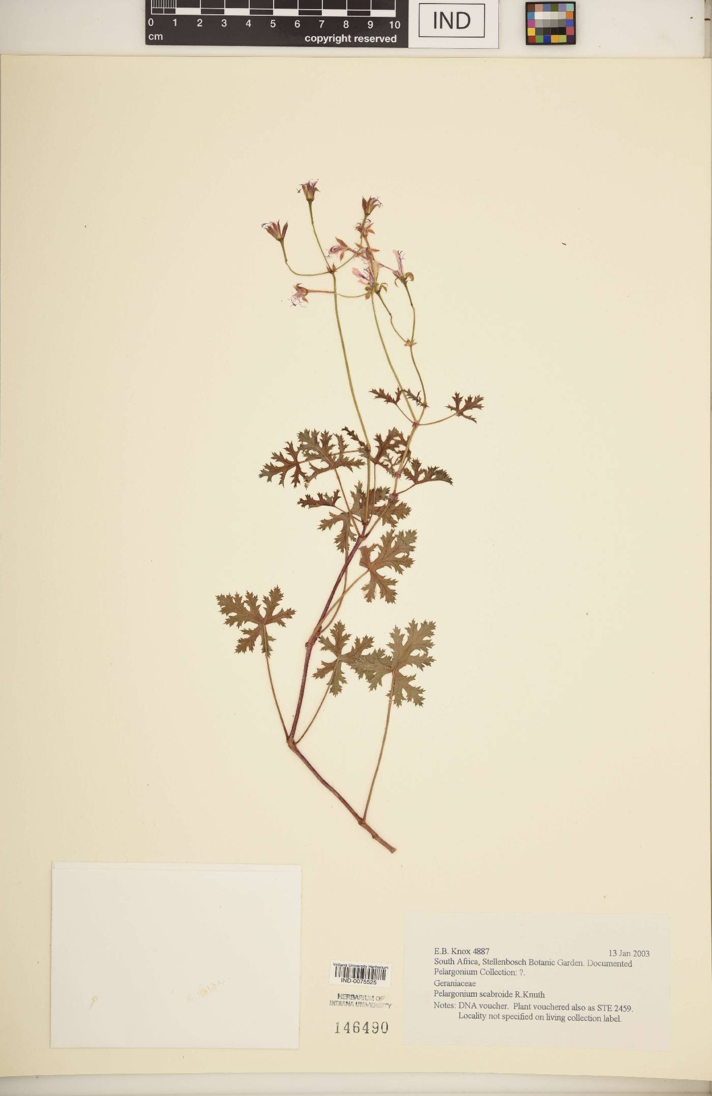 Pelargonium scabroide image