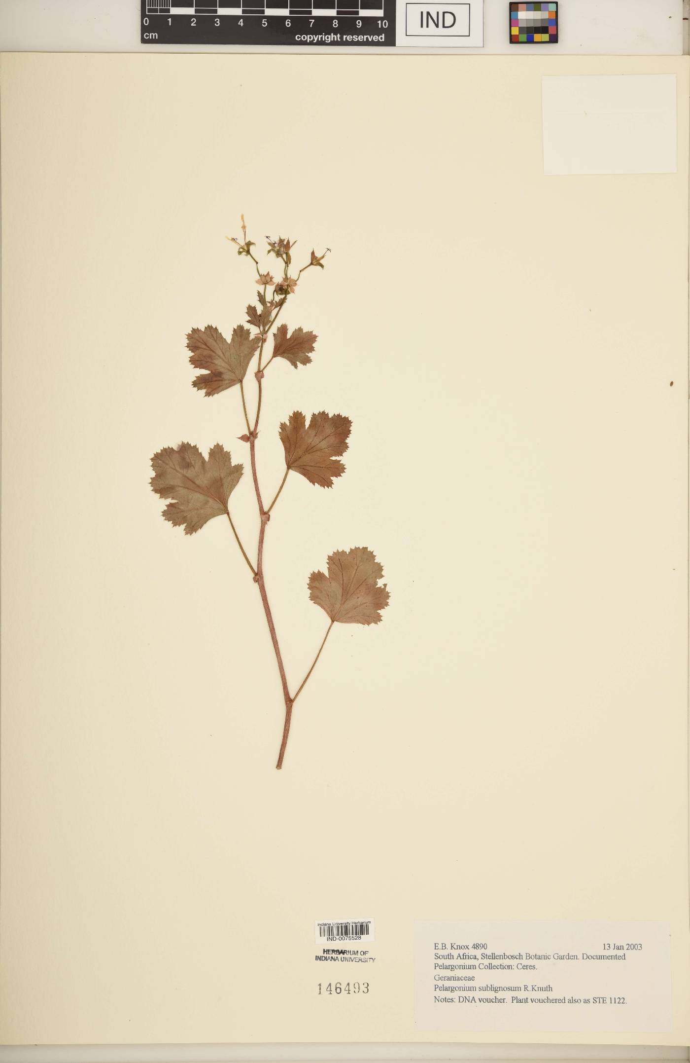 Pelargonium sublignosum image