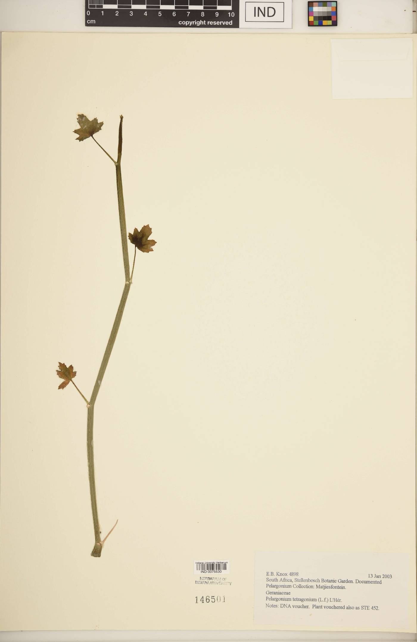 Pelargonium tetragonum image