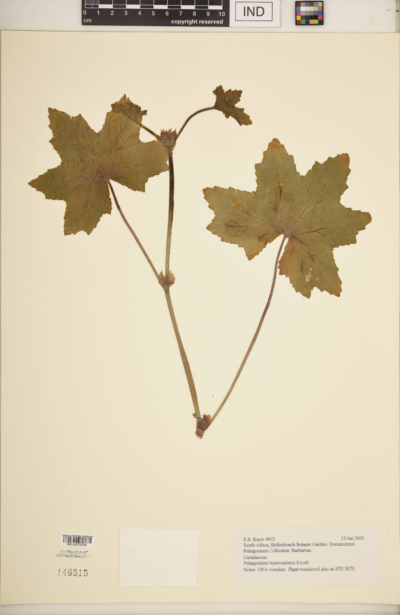 Pelargonium transvaalense image