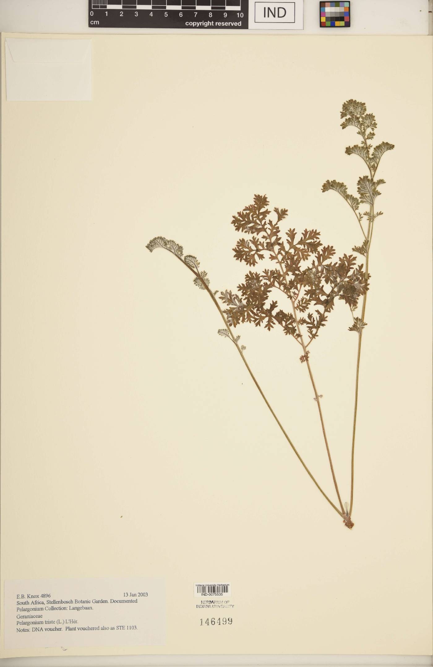 Pelargonium triste image