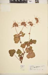 Pelargonium vitifolium image