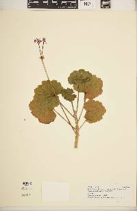 Pelargonium zonale image