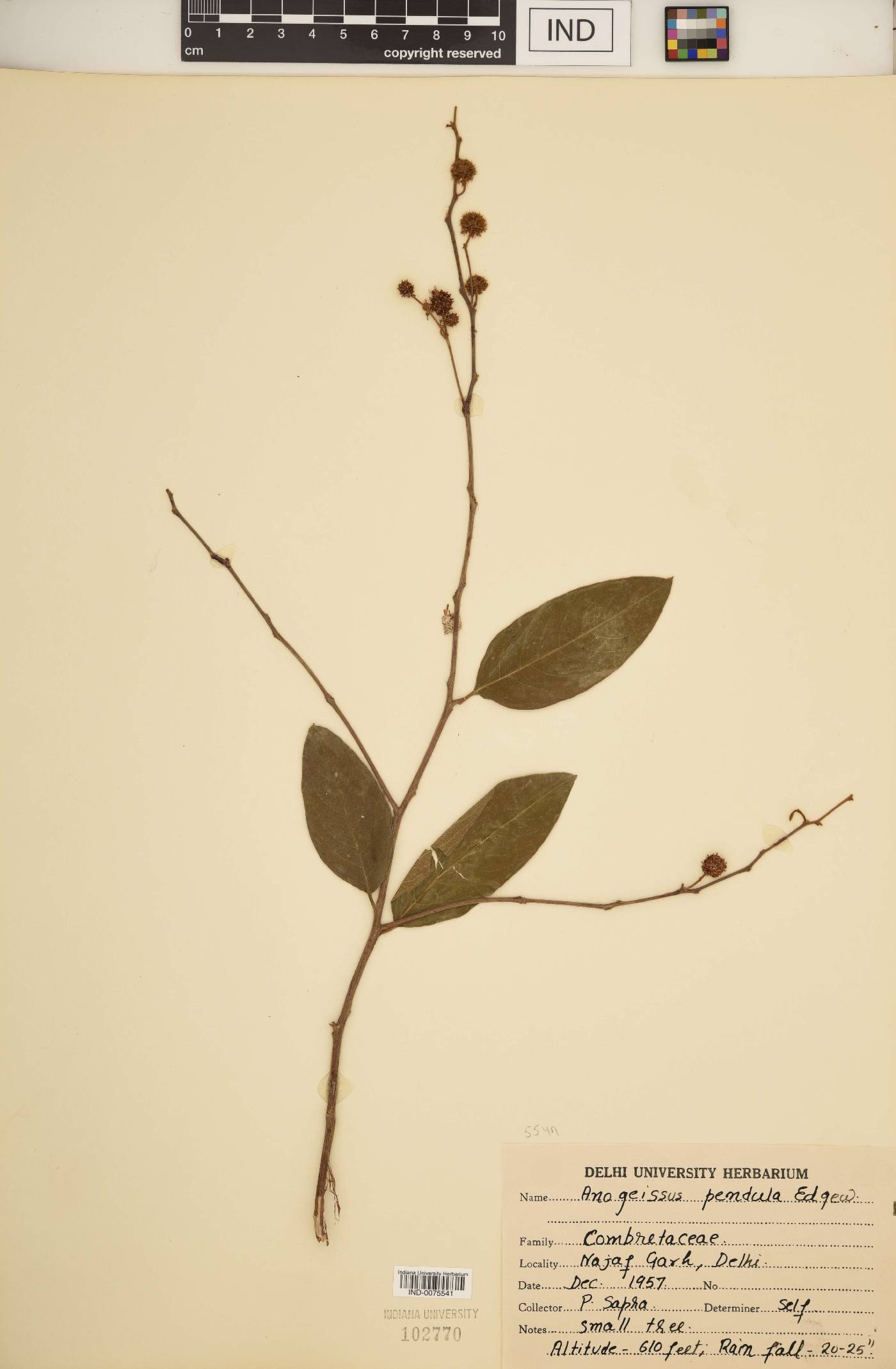 Anogeissus pendula image