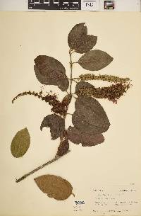 Combretum farinosum image