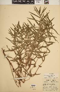 Ammannia robusta image