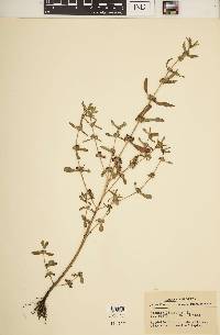 Image of Ammannia linifolia