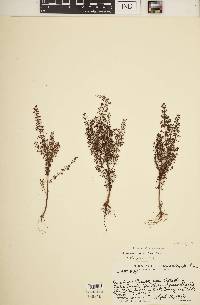 Ammannia multiflora image