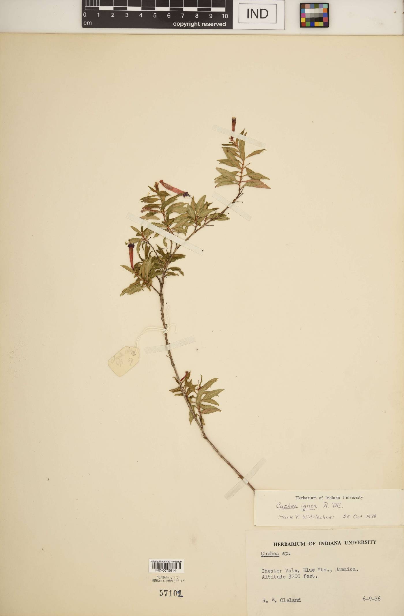 Cuphea ignea image