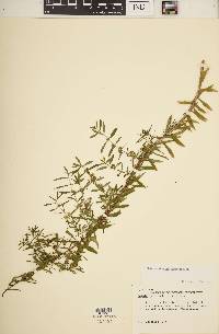 Heimia salicifolia image