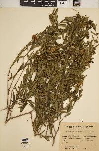 Heimia salicifolia image