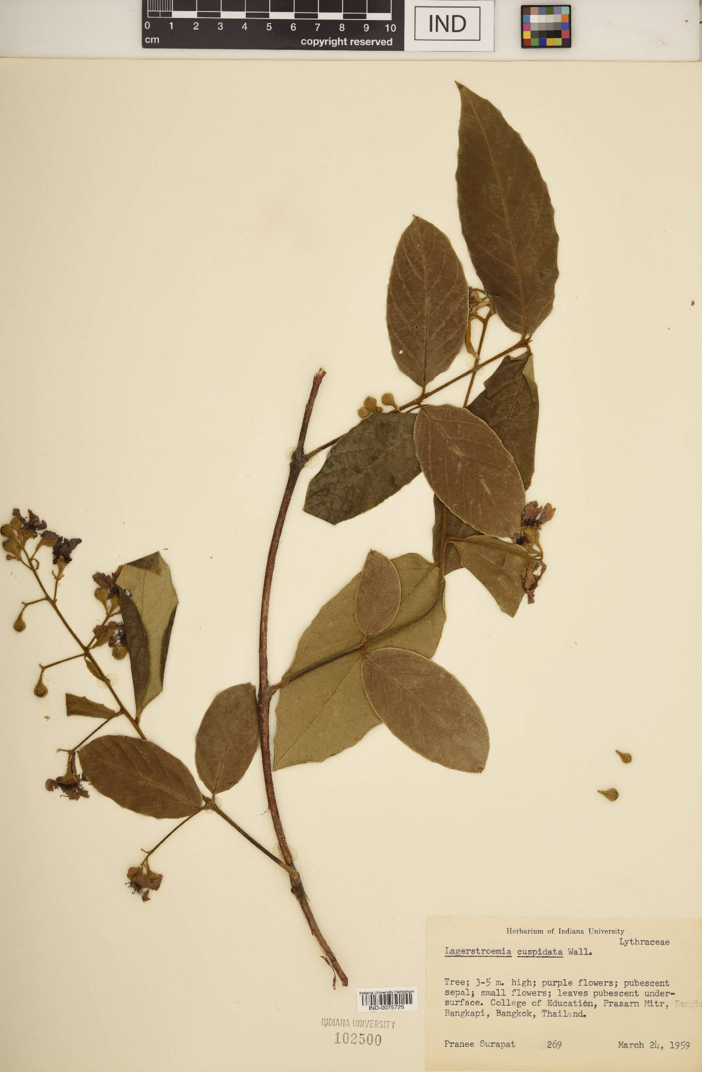 Lagerstroemia cuspidata image