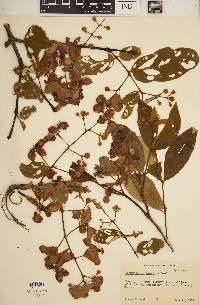 Lagerstroemia tomentosa image