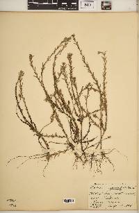 Lythrum hyssopifolia image