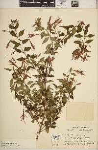 Fuchsia magellanica image