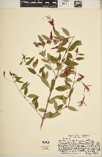 Fuchsia magellanica image