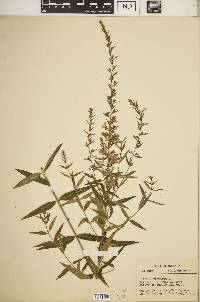 Lythrum virgatum image