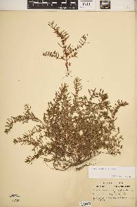 Rotala ramosior image