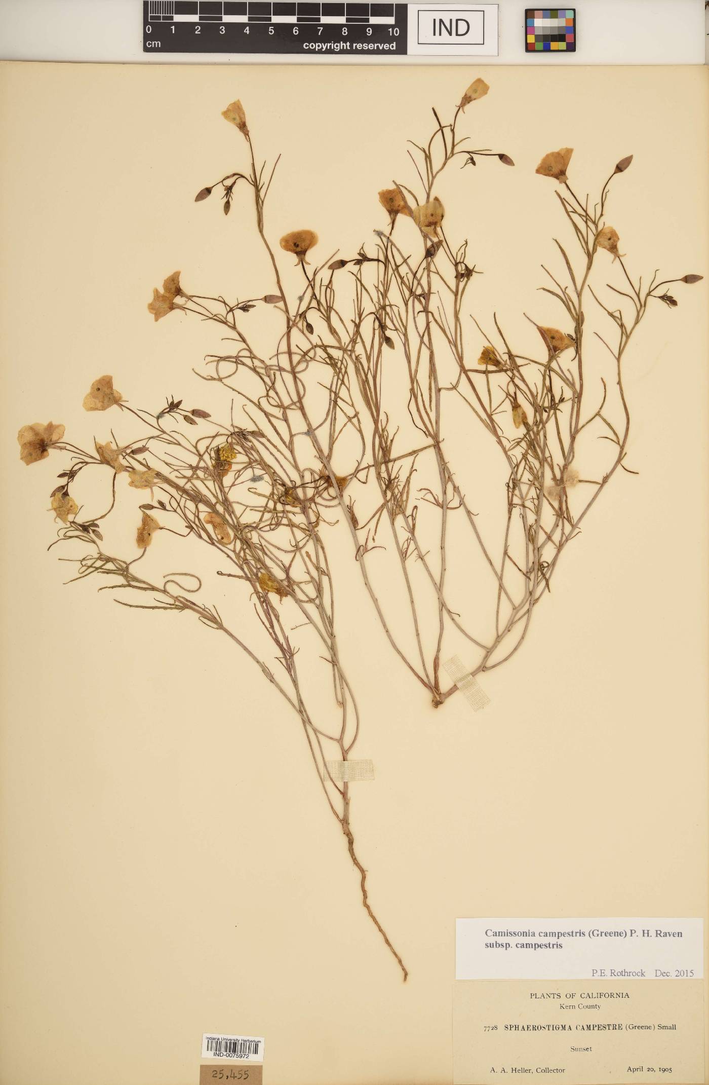 Camissonia campestris subsp. campestris image