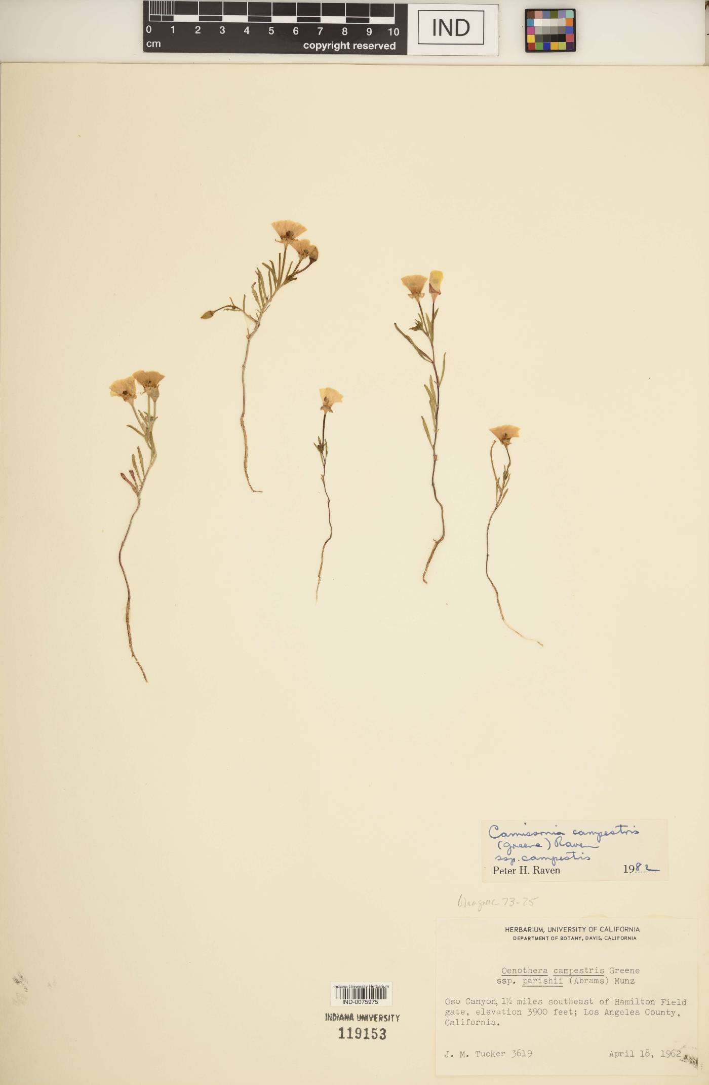 Camissonia campestris image