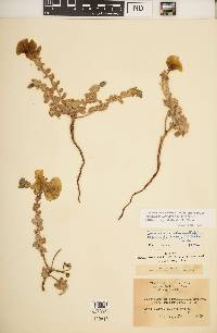 Camissoniopsis cheiranthifolia image