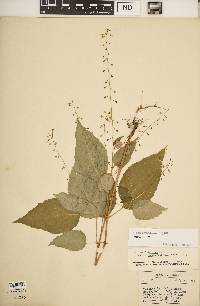 Circaea canadensis image