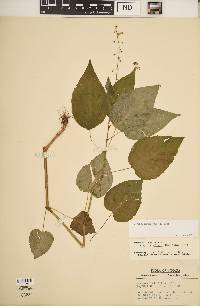 Circaea canadensis image