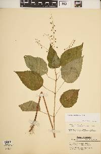 Circaea canadensis image