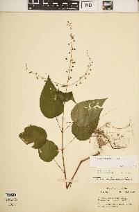 Circaea canadensis image