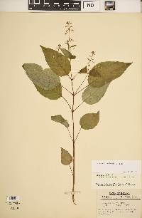 Circaea canadensis image