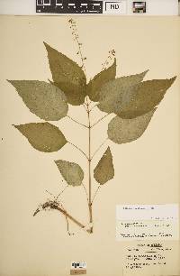 Circaea canadensis image