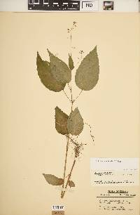 Circaea canadensis image