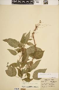 Circaea canadensis image