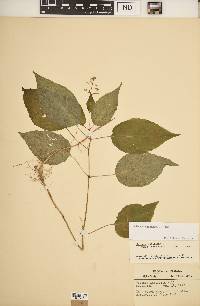 Circaea canadensis image