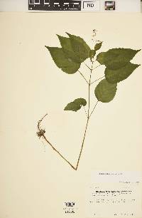 Circaea canadensis image