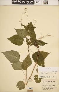 Circaea canadensis image