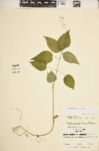 Circaea canadensis image